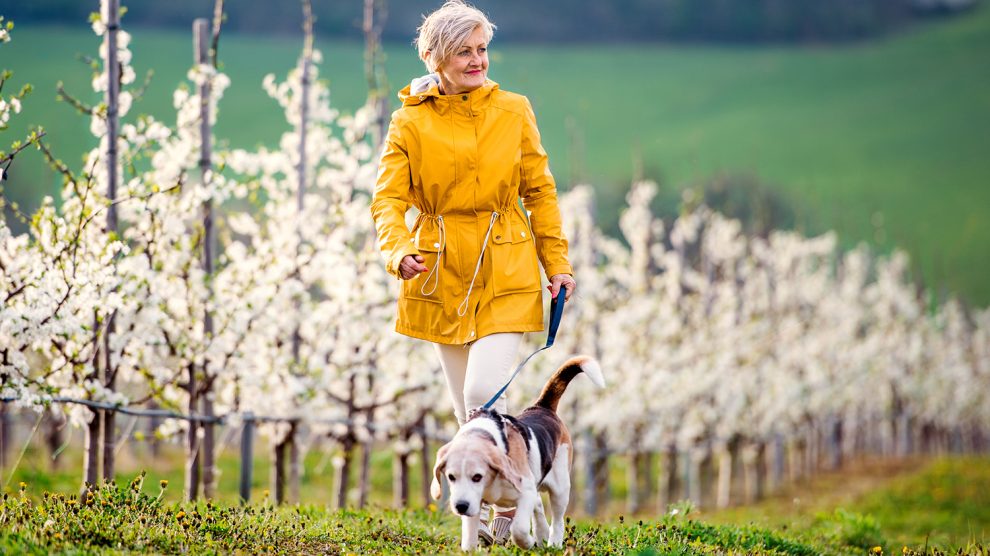 Egy idős nő kutyájával sétál a tavaszi gyümölcsös természetében.