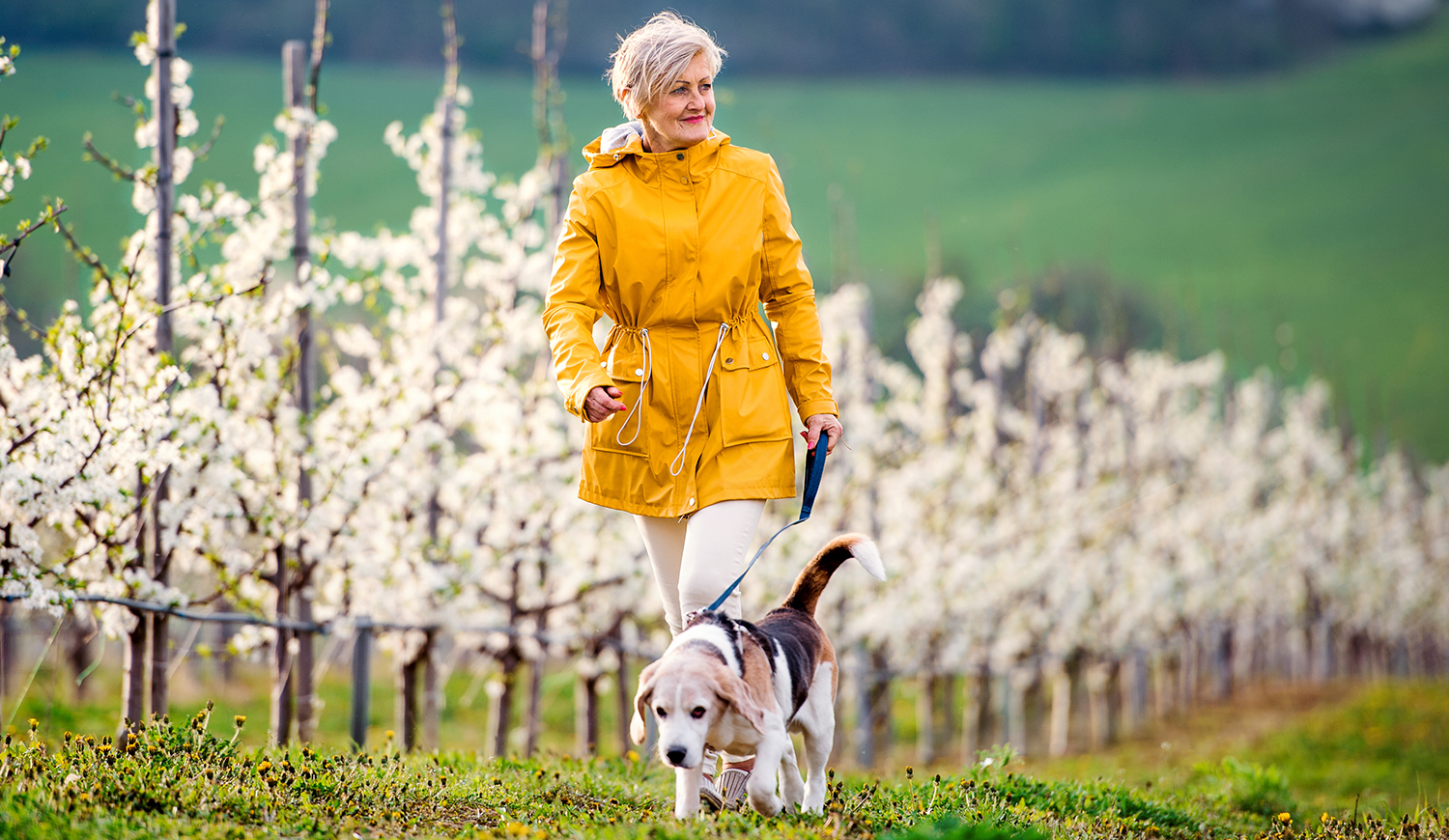 Egy idős nő kutyájával sétál a tavaszi gyümölcsös természetében.