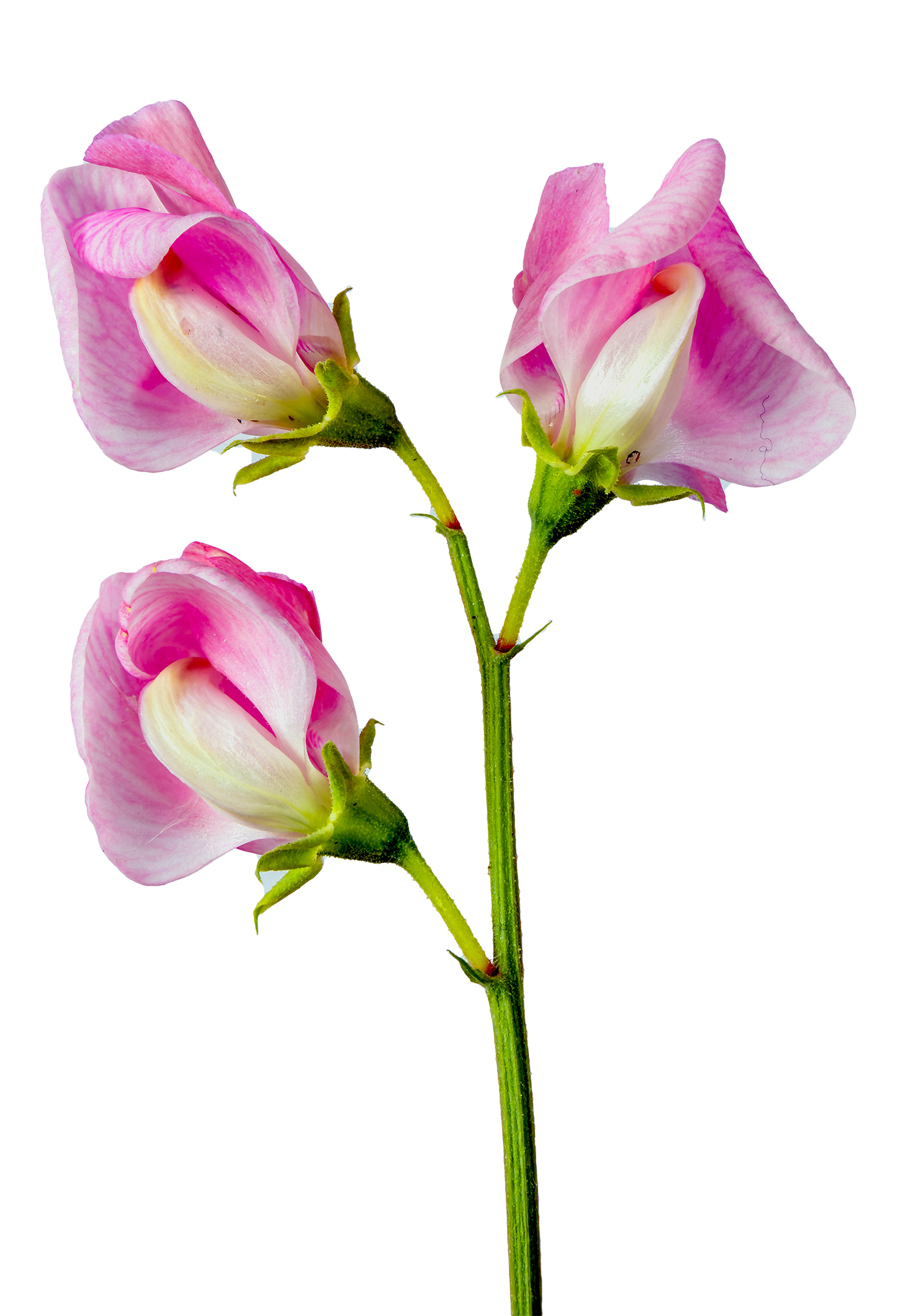 Édes borsó vagy szagos bükköny (Lathyrus odoratus)
