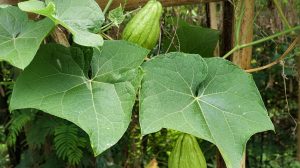 chayote tök egymagvú tök