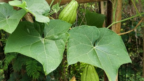 chayote tök egymagvú tök