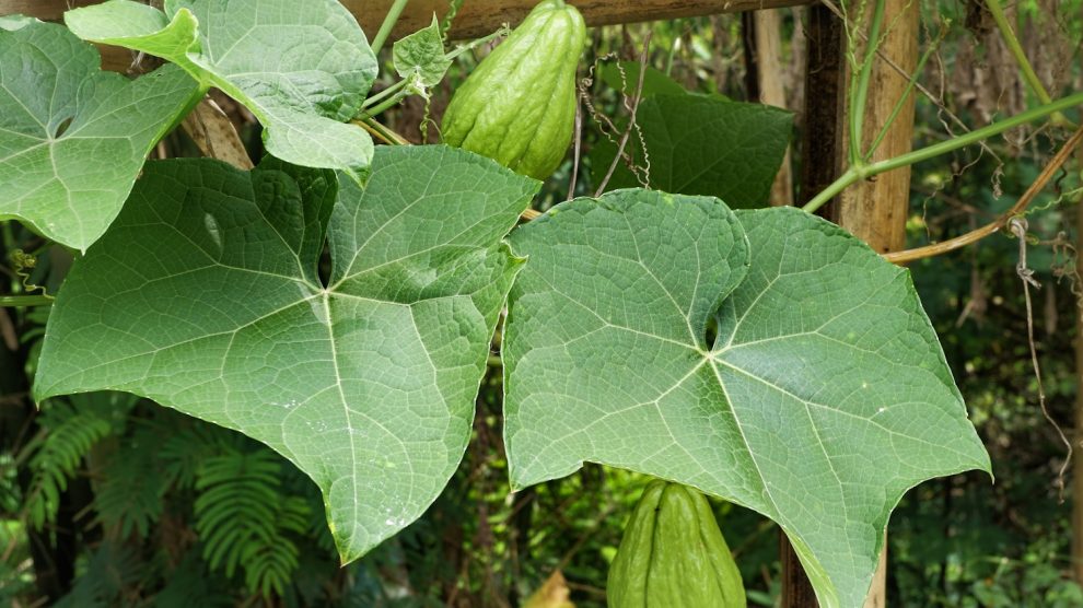 chayote tök egymagvú tök