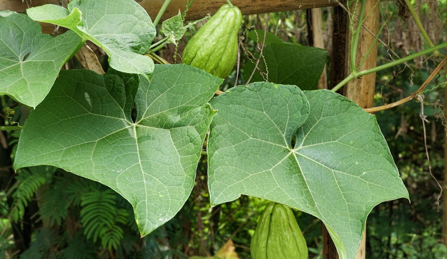 chayote tök egymagvú tök