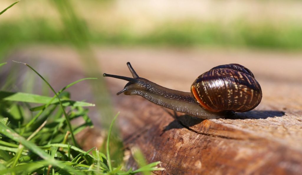 csiga a kertben