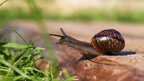 csiga a kertben