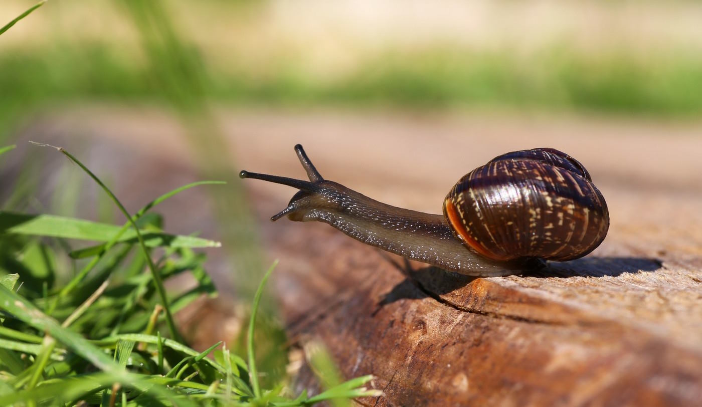 csiga a kertben