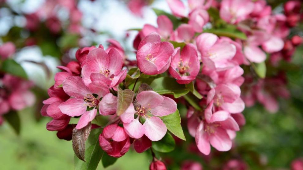 Gyönyörű díszalmafa virágba borulva