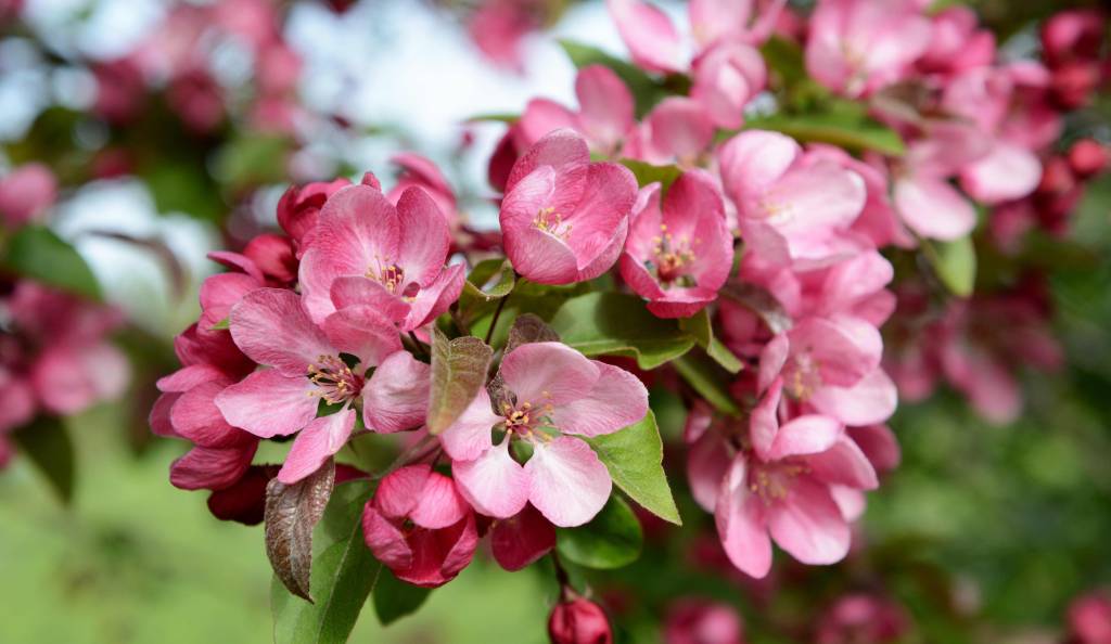 Gyönyörű díszalmafa virágba borulva