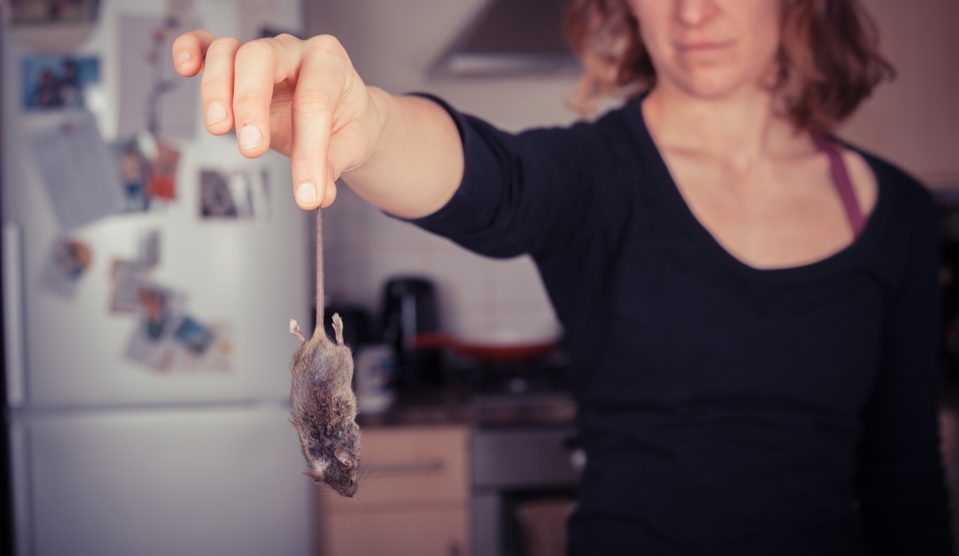 nő egeret fog a farkánál fogva