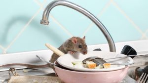 egér a konyhapulton