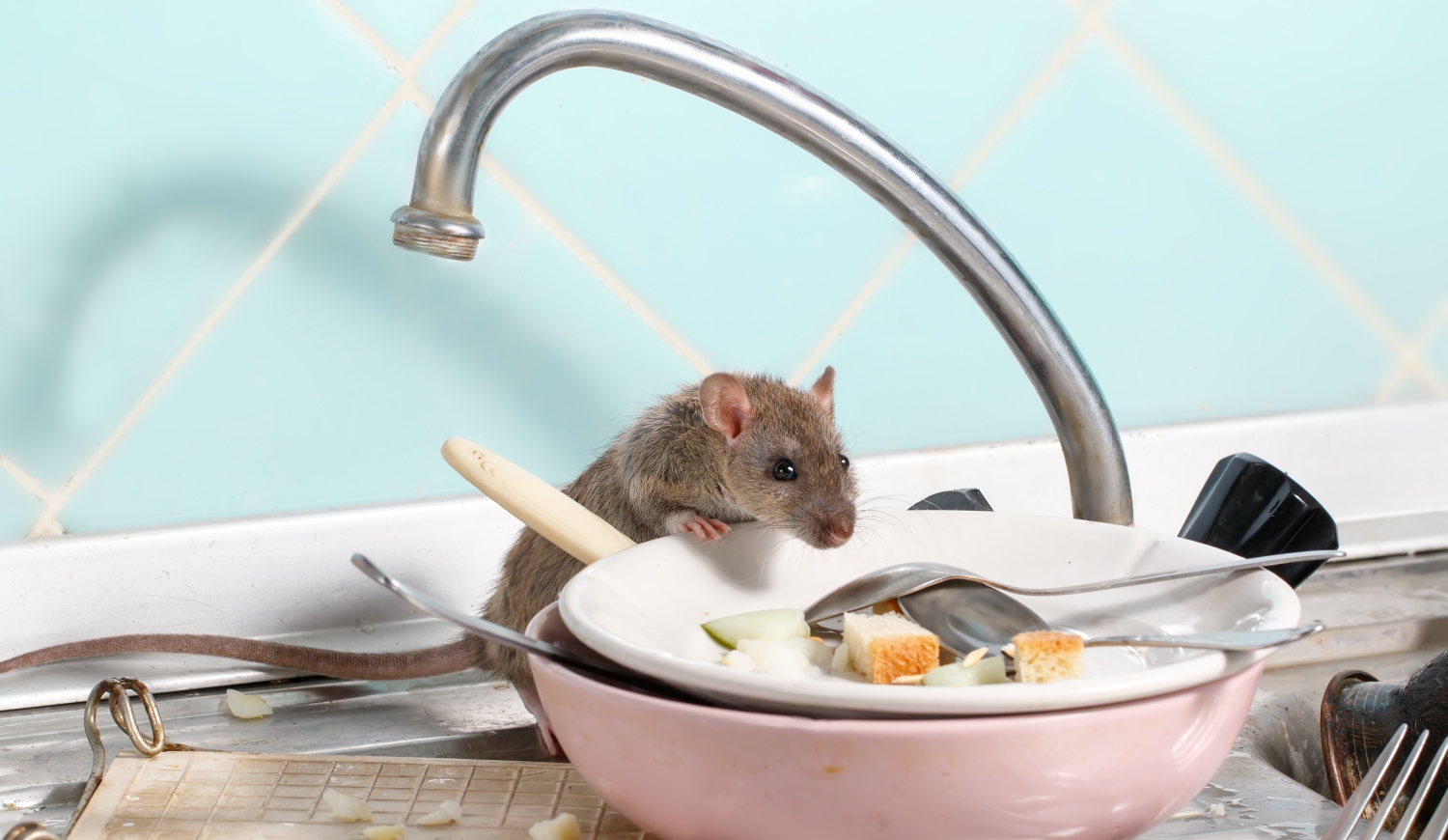 egér a konyhapulton