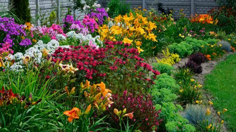 Minél többféle virágzó évellőt ültetsz egymás mellé, annál szebb lesz a kerted