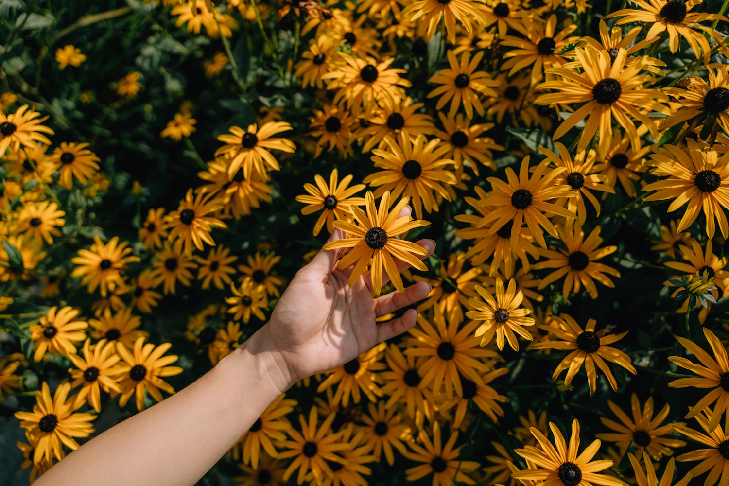 Fekete szemű susán