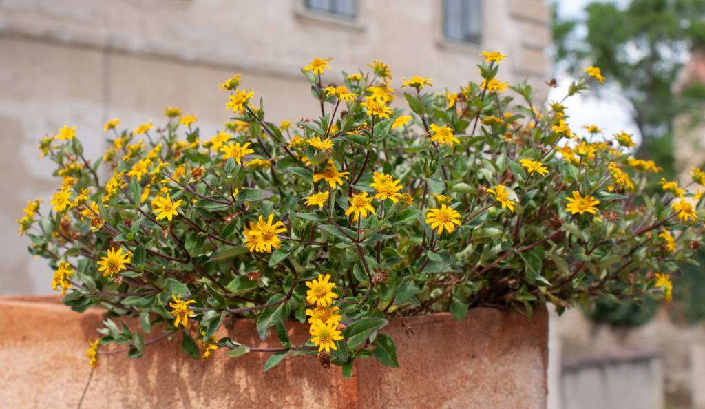 A huszárgomb élénksárga virágaival nagyon jól érzi magát a tűző napon