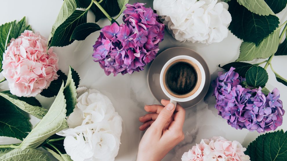 Hortenzia és kávézacc