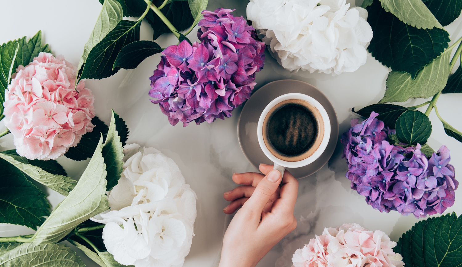 Hortenzia és kávézacc