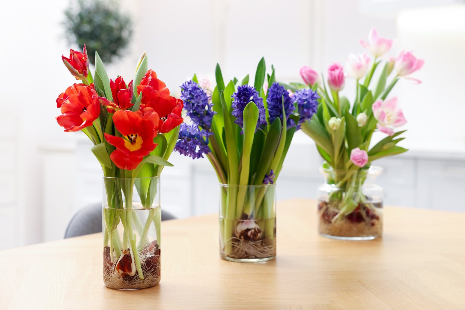 húsvéti dekoráció nárcisszal fürtös gyöngyikével tulipánnal jácinttal virágokkal barkával