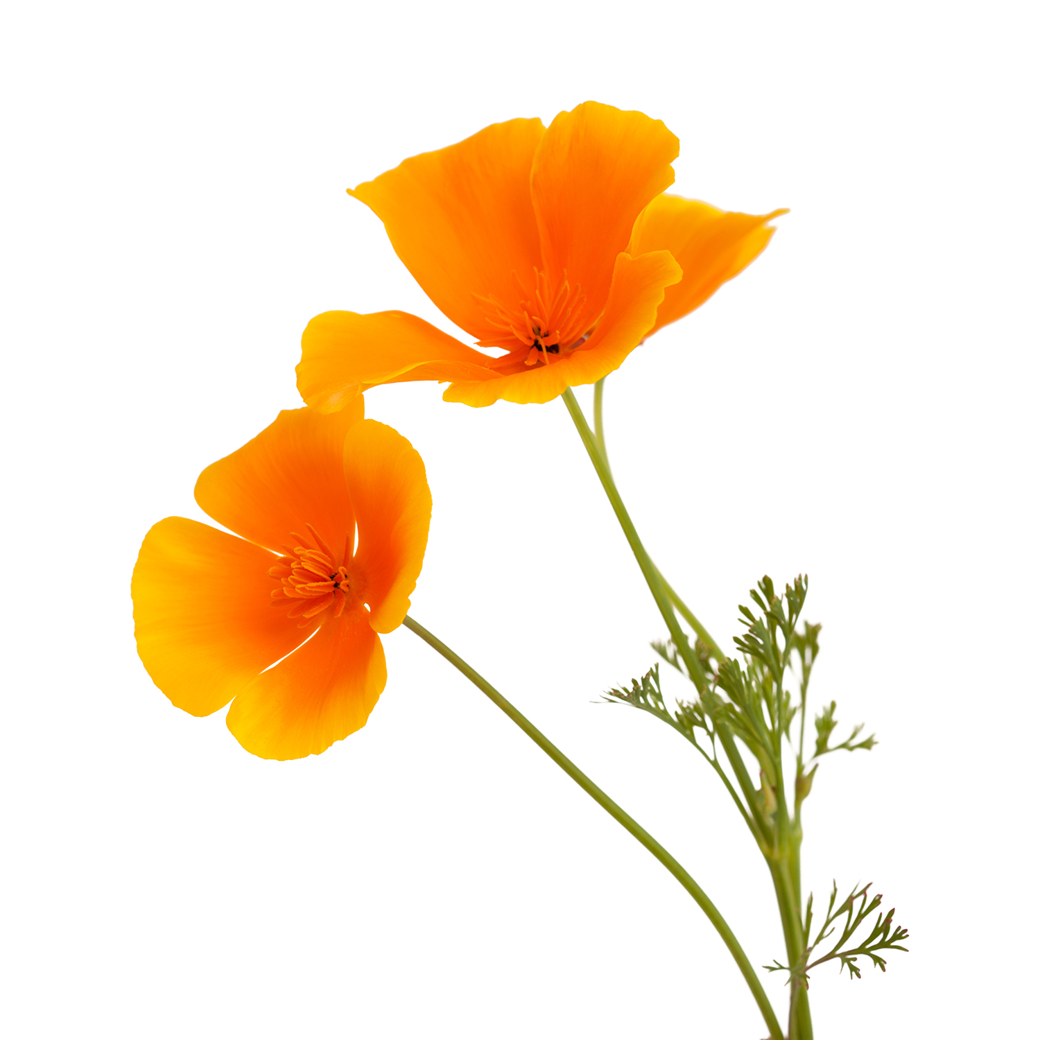 Kaliforniai mák vagy kakukkmák (Eschscholzia californica)
