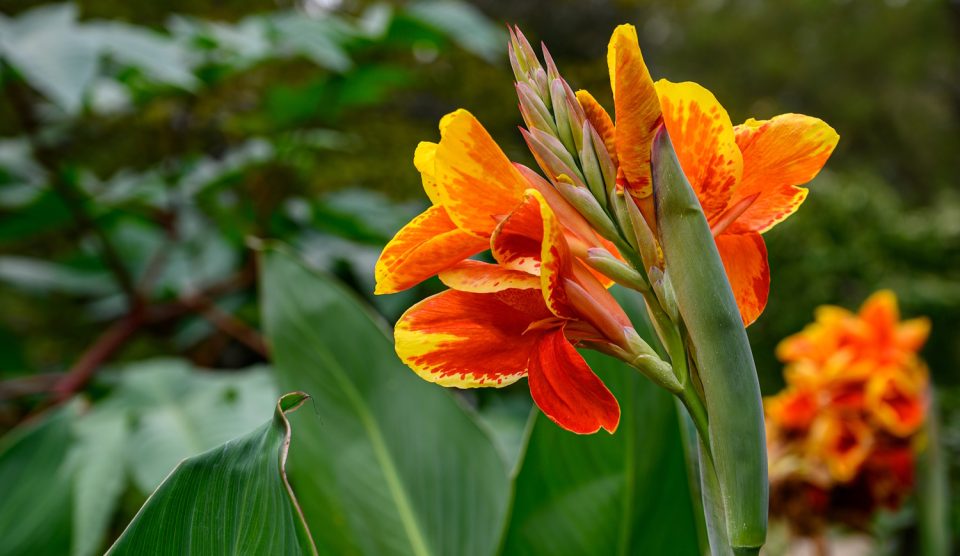 naracs-citrom kánna