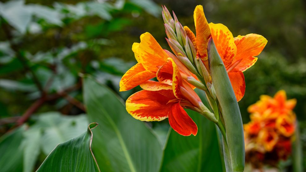 naracs-citrom kánna