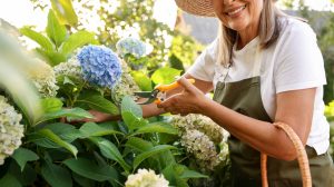 néni metszi a kerti hortenziát