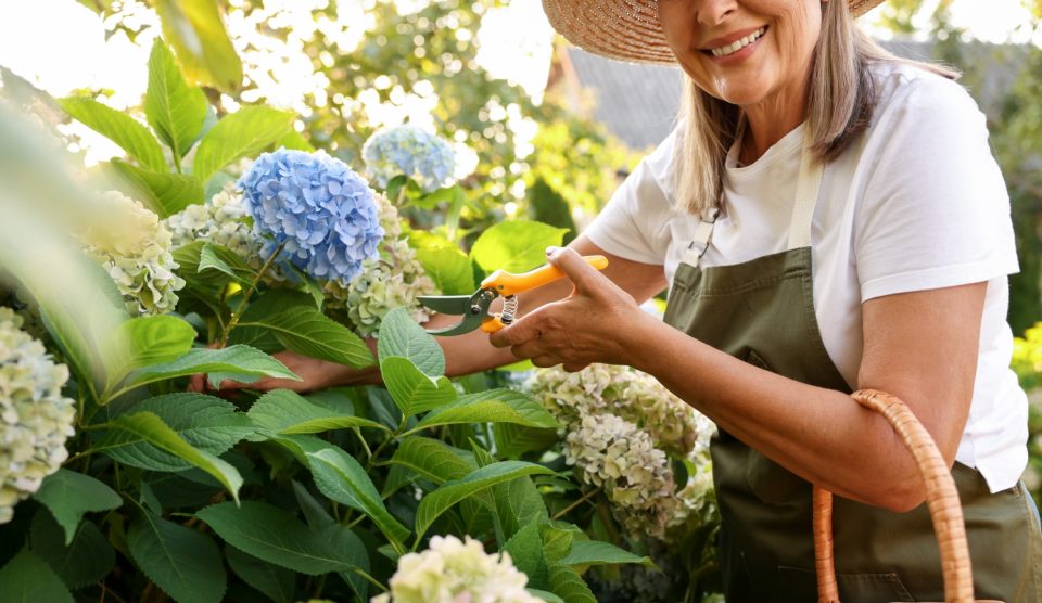 néni metszi a kerti hortenziát