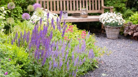 Salvia nemorosa kerti ligeti zsálya