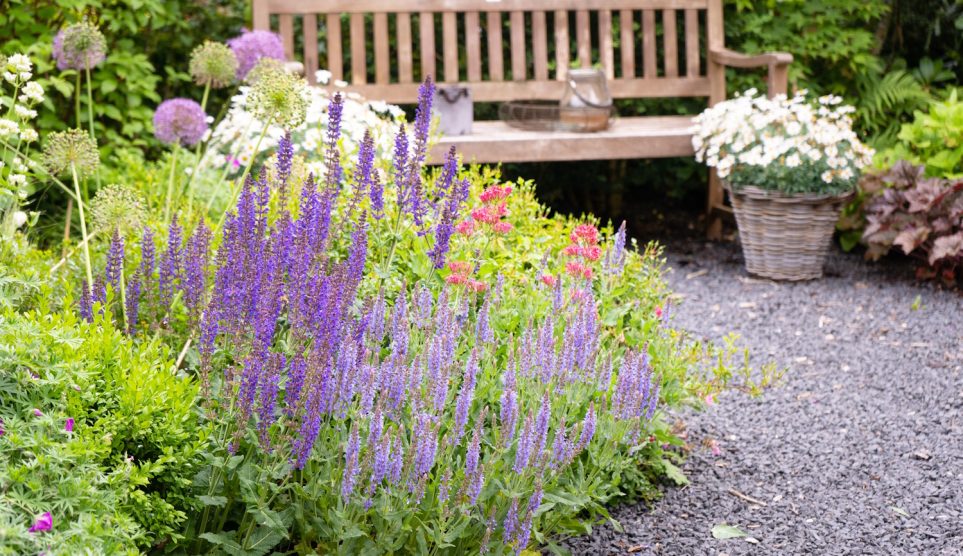 Salvia nemorosa kerti ligeti zsálya