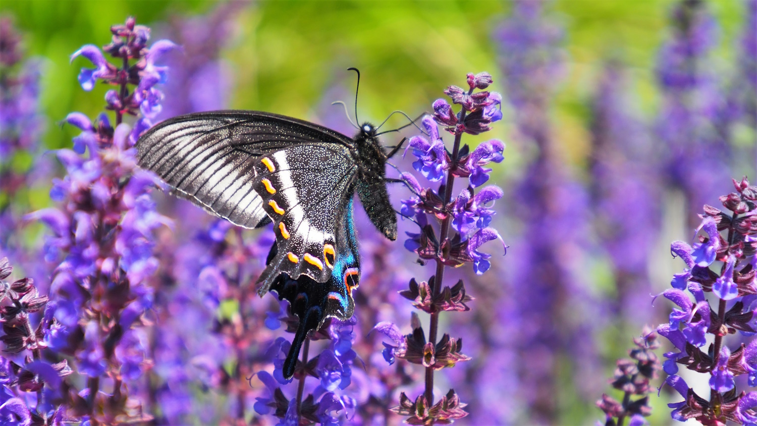Salvia nemorosa kerti ligeti zsálya