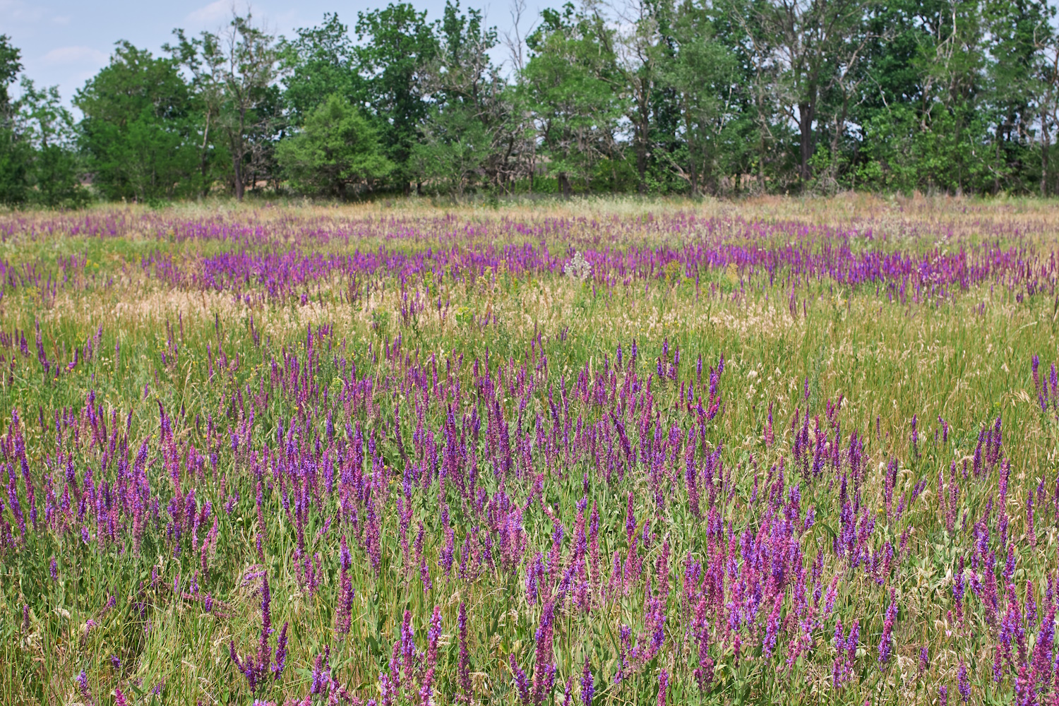 Salvia nemorosa kerti ligeti zsálya