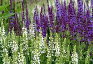 Salvia nemorosa kerti ligeti zsálya