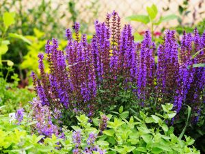 Salvia nemorosa kerti ligeti zsálya