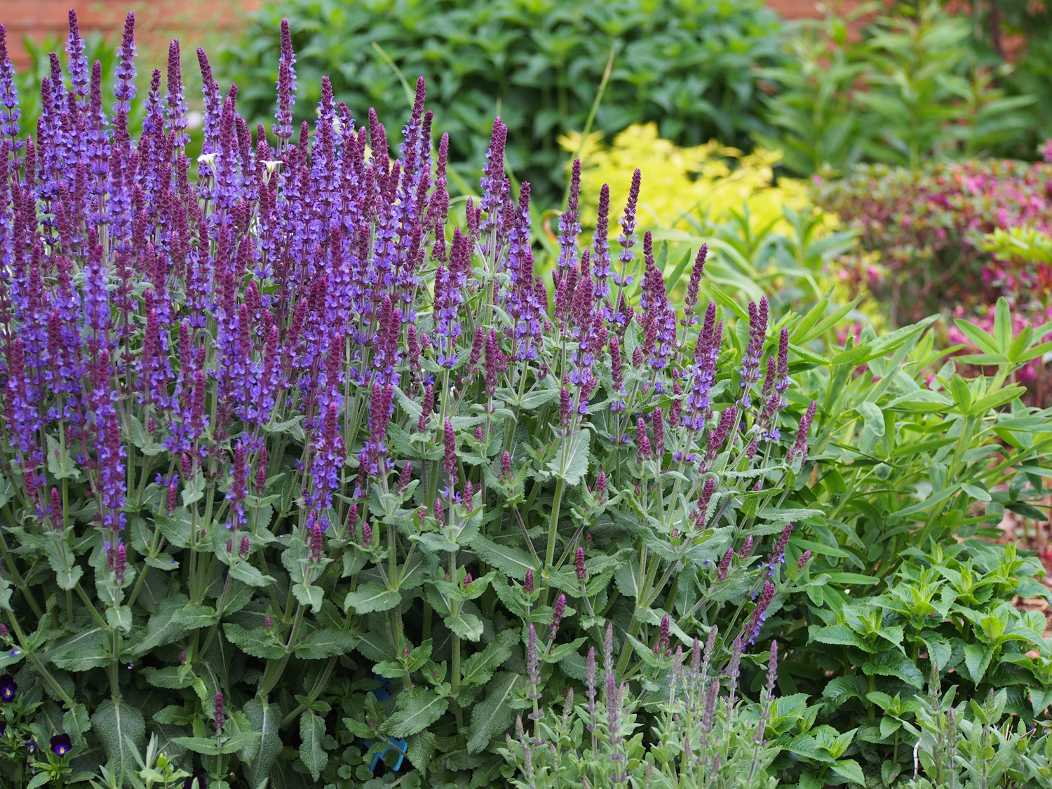 Salvia nemorosa kerti ligeti zsálya