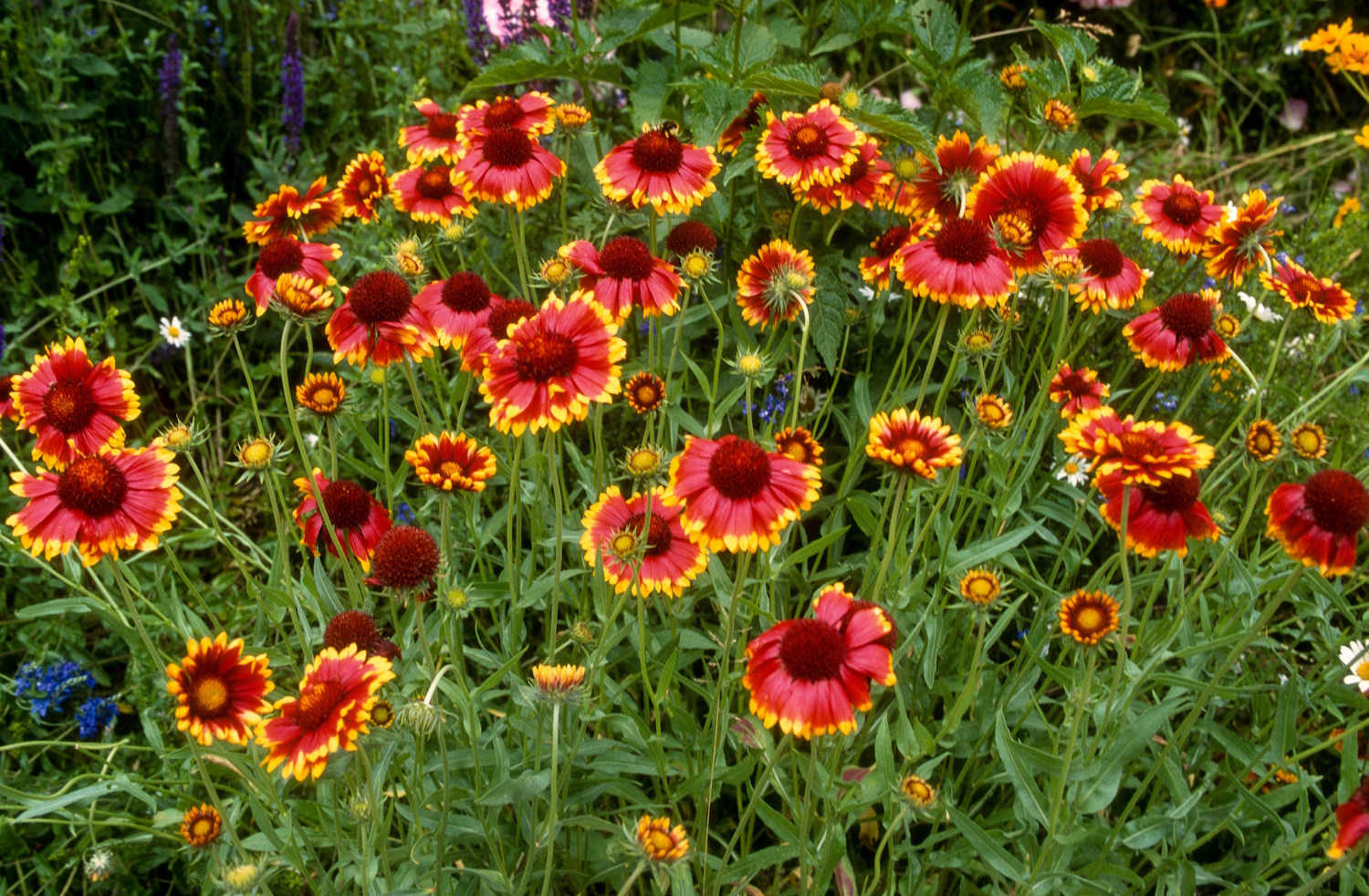 A kokárdavirág üde színfolt lesz a kertedben