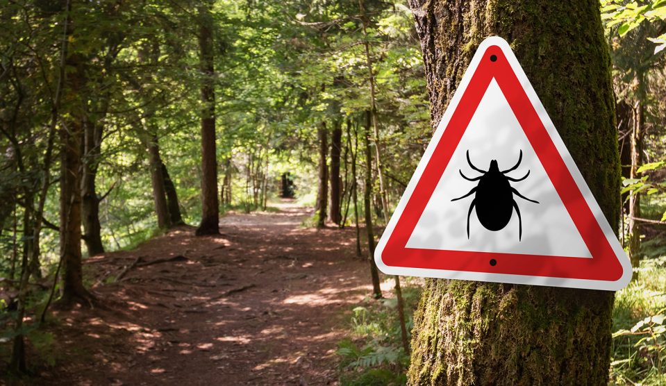 Fertőzött kullancsokra figyelmeztető tábla egy erdőben