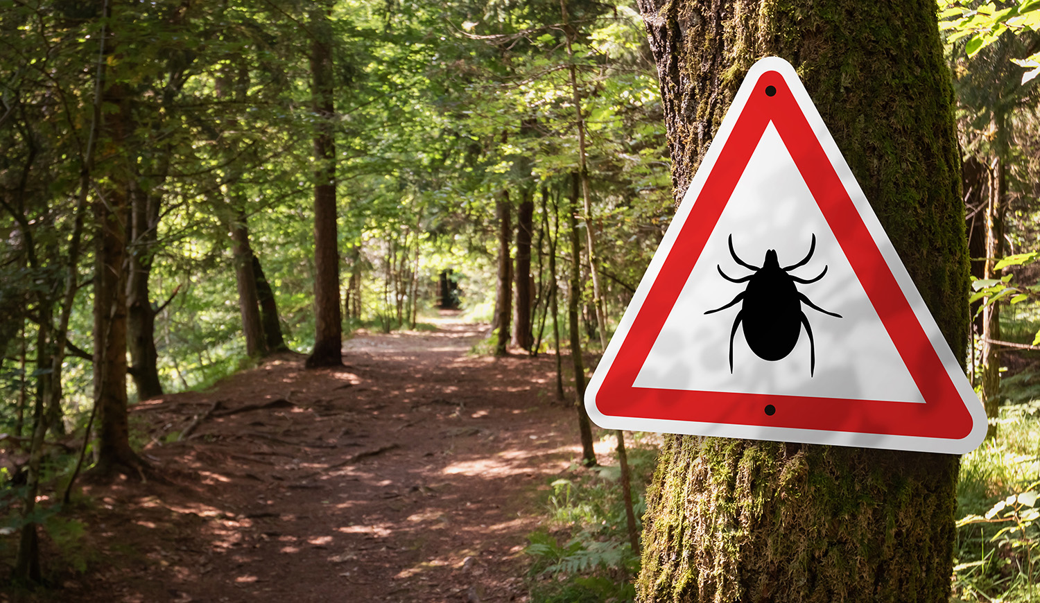 Fertőzött kullancsokra figyelmeztető tábla egy erdőben