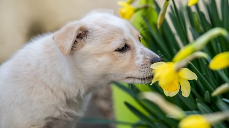 kölyökkutya illatos nárciszt szimatol a kertben