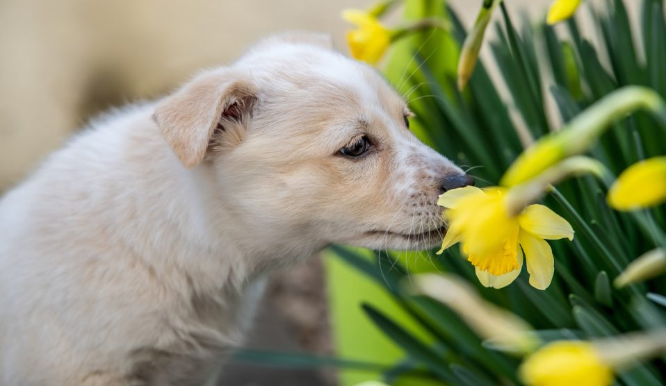 kölyökkutya illatos nárciszt szimatol a kertben
