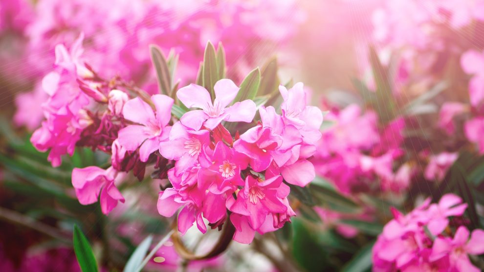 dúsan virágzó rózsaszín leander