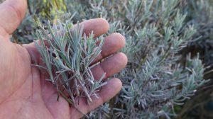 levendula tavaszi metszése