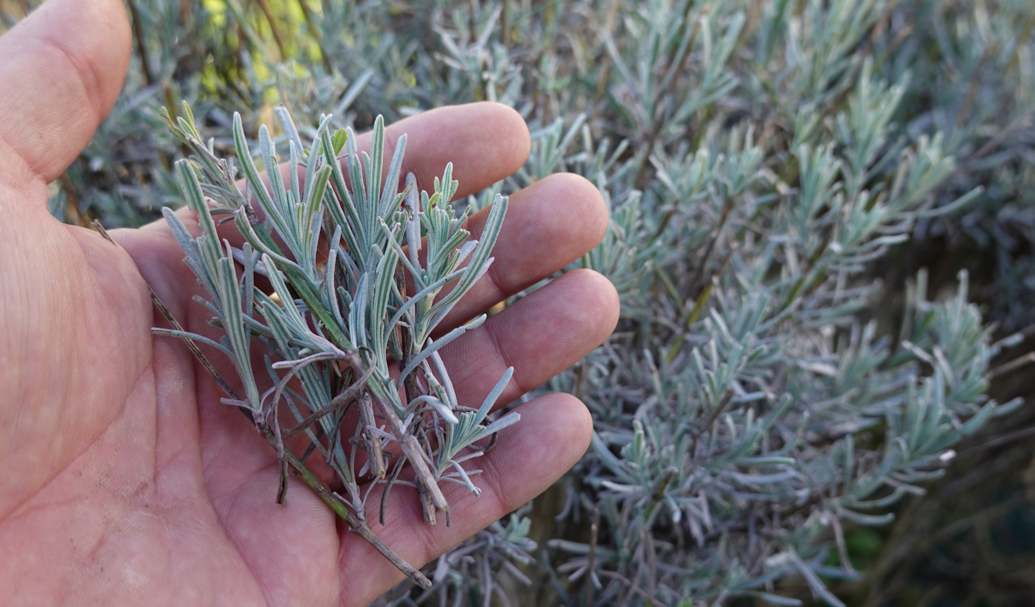 levendula tavaszi metszése