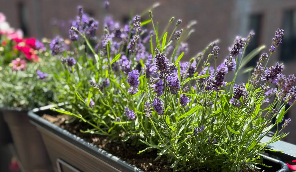 A levendula napfénykedvelő növény