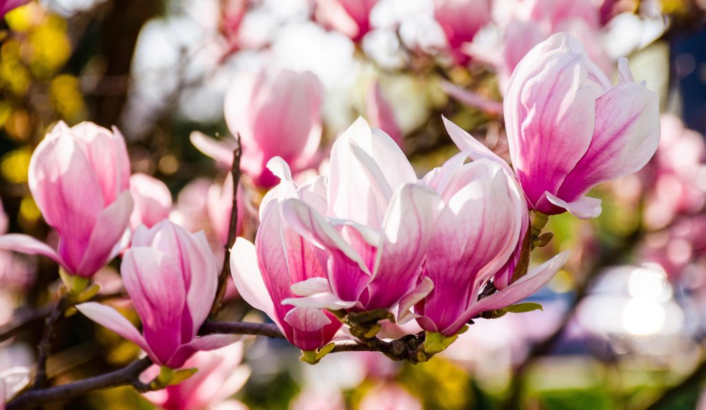 Gyönyörű magnólia