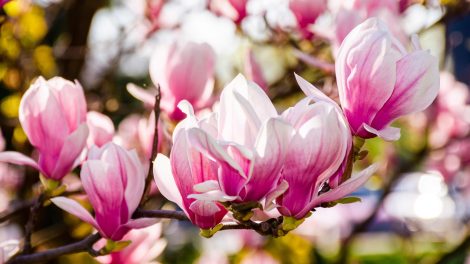 Gyönyörű magnólia