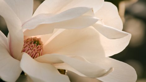 Magnolia grandiflora