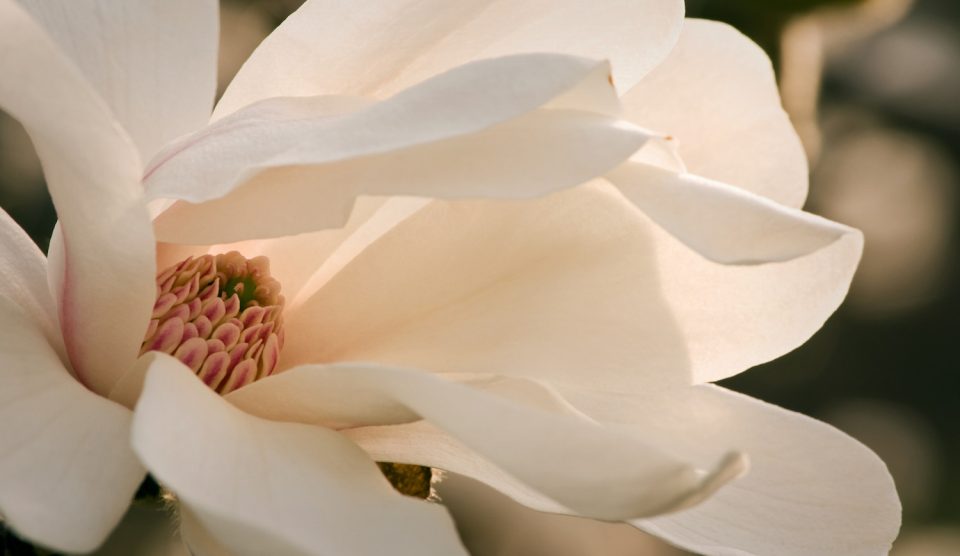 Magnolia grandiflora