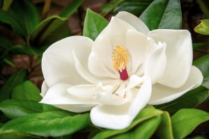 Magnolia grandiflora
