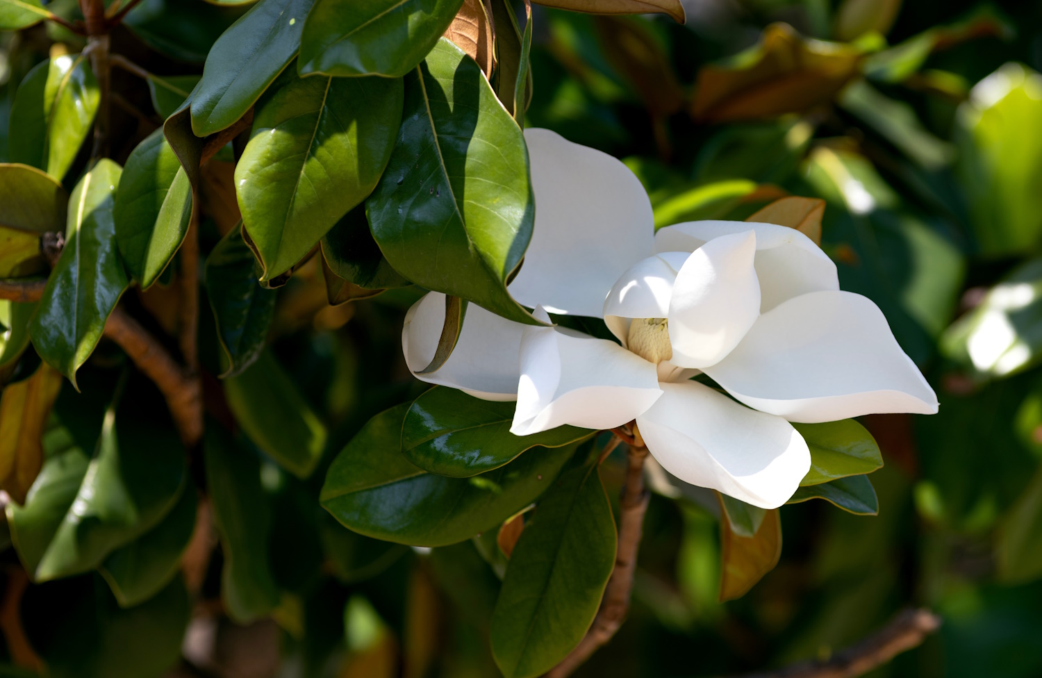 Magnolia grandiflora