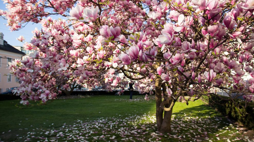 hatalmas, dúsan virágzó magnóliafa a kertben