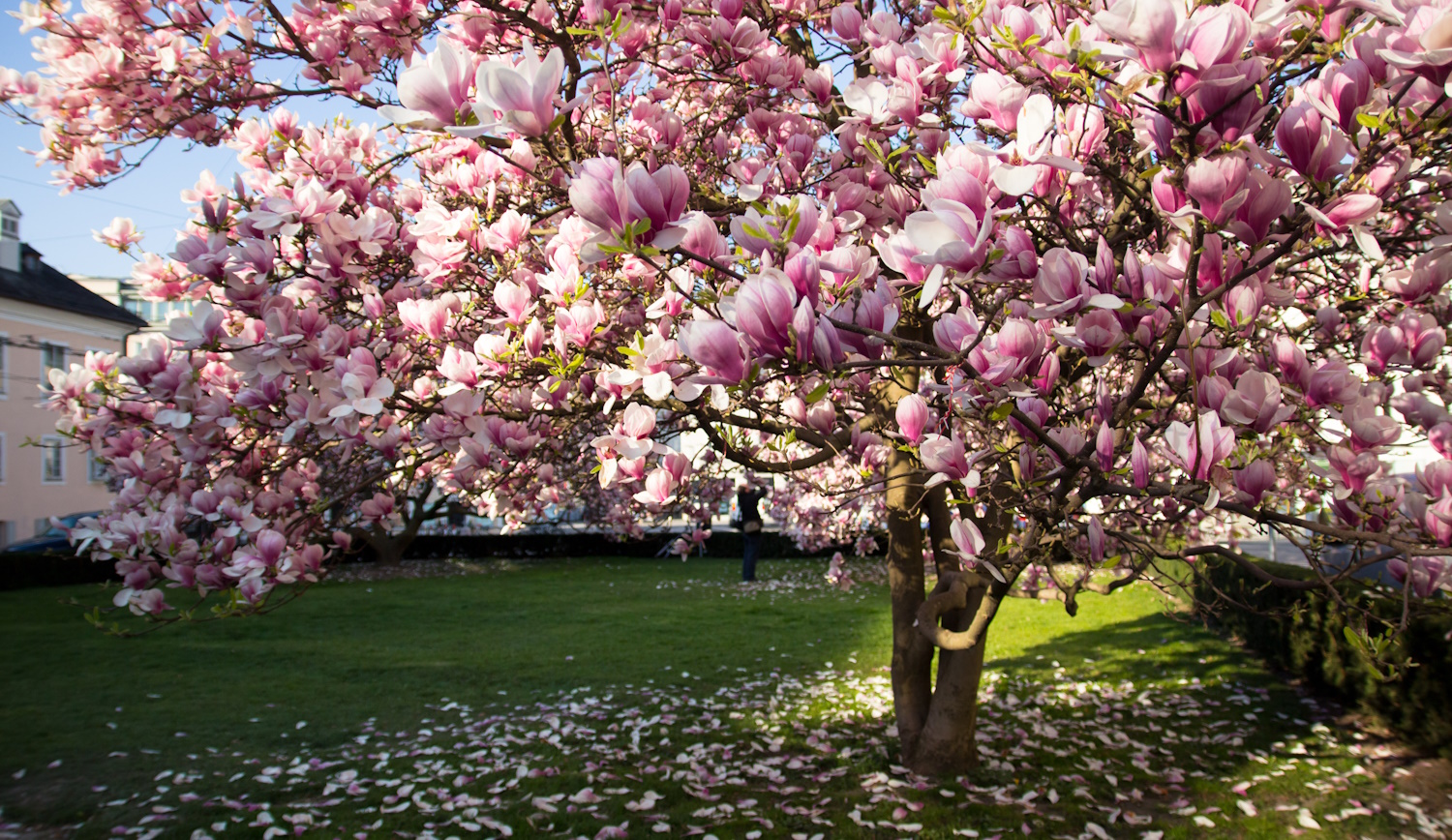 hatalmas, dúsan virágzó magnóliafa a kertben